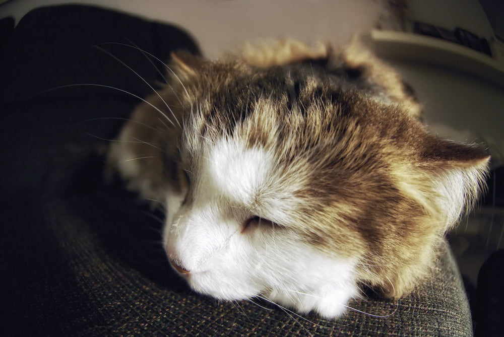 sleeping-cat-close-up